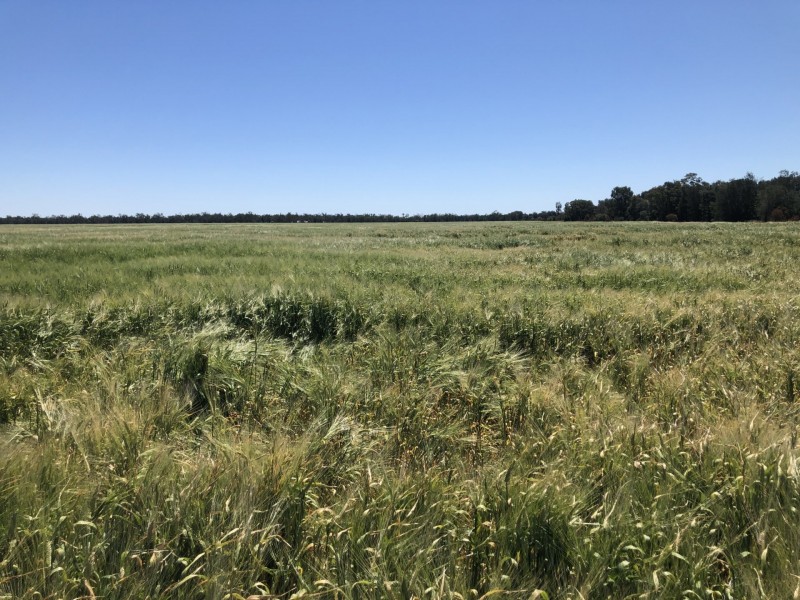 389 Kerimbilla Rd, Goondiwindi QLD 4390