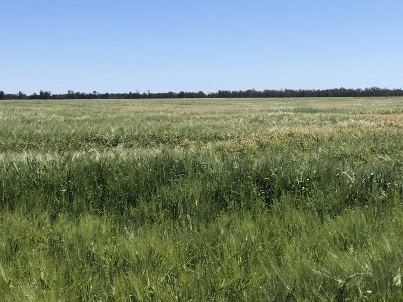 389 Kerimbilla Rd, Goondiwindi QLD 4390