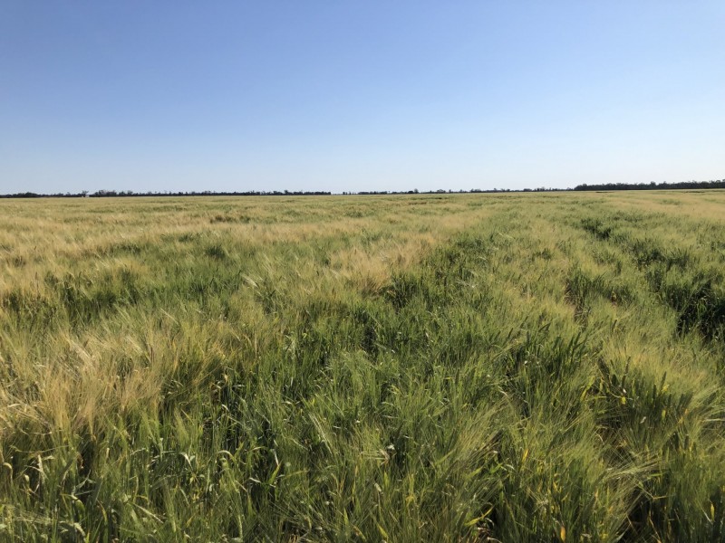 389 Kerimbilla Rd, Goondiwindi QLD 4390