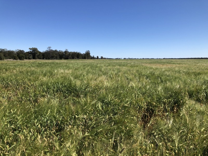 389 Kerimbilla Rd, Goondiwindi QLD 4390