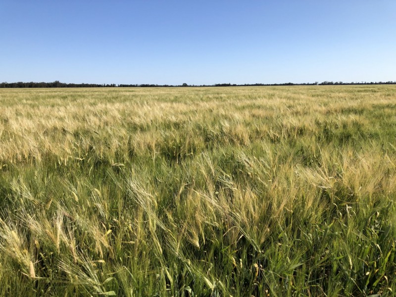 389 Kerimbilla Rd, Goondiwindi QLD 4390