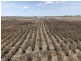 389 Kerimbilla Rd, Goondiwindi QLD 4390