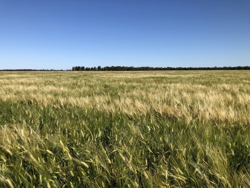 389 Kerimbilla Rd, Goondiwindi QLD 4390