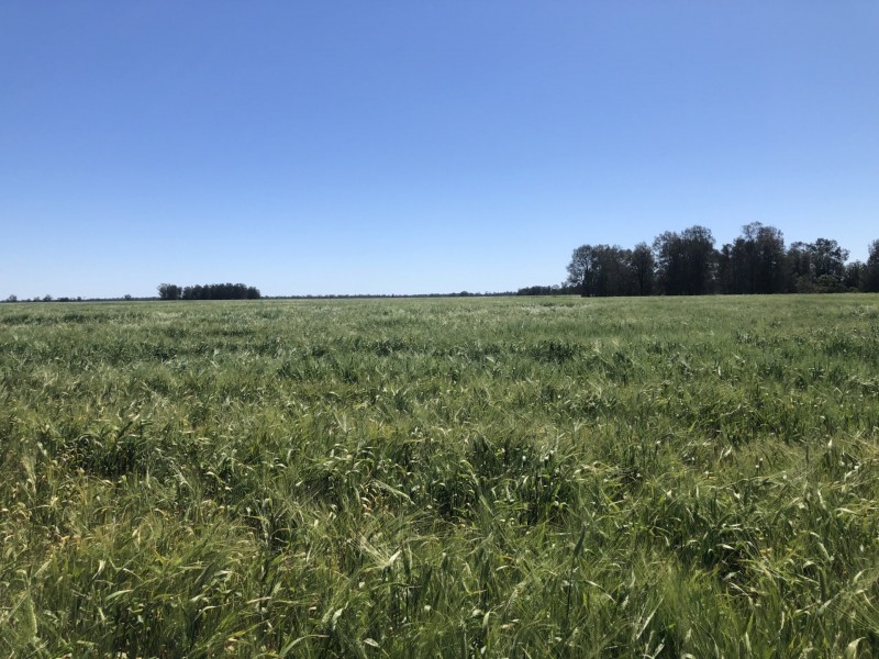 389 Kerimbilla Rd, Goondiwindi QLD 4390