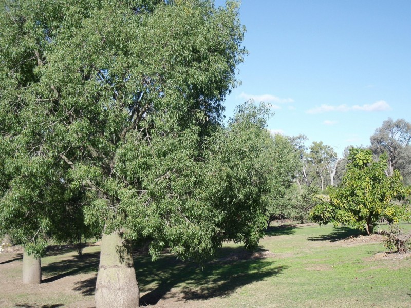 303 Polo Road, Goondiwindi QLD 4390