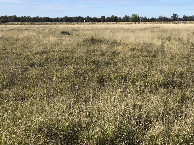 Goondiwindi QLD 4390