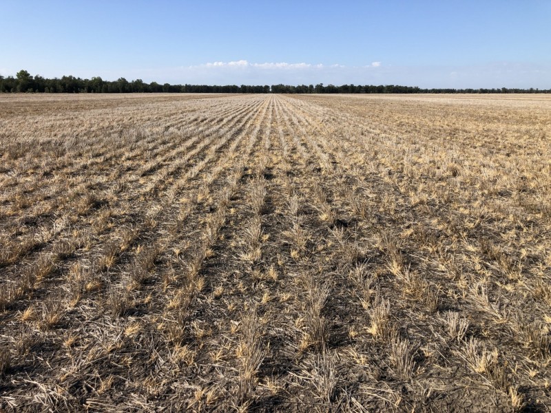 2029 Goodar Rd, Goondiwindi QLD 4390
