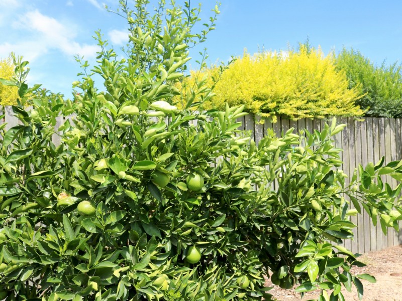 2 Macintyre Street, Inglewood QLD 4387