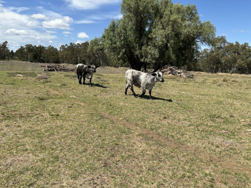 Goondiwindi QLD 4390