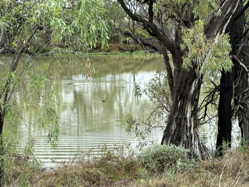 Goondiwindi QLD 4390