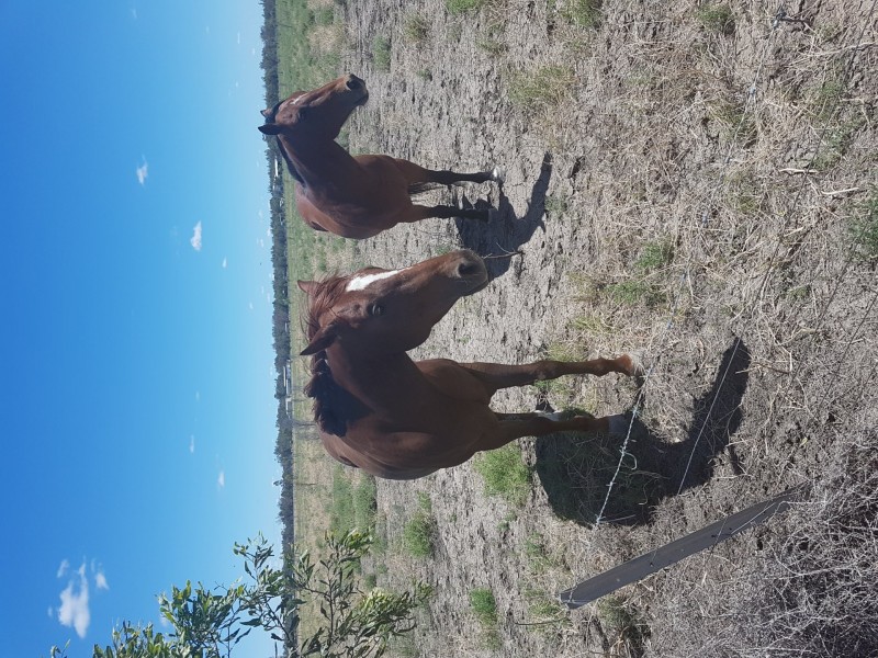 Goondiwindi QLD 4390