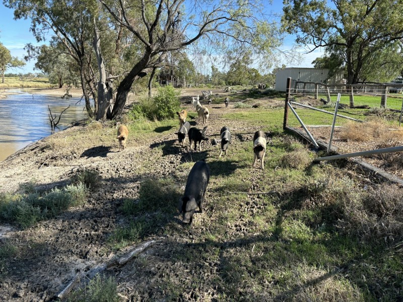 553 Goodar Rd, Goondiwindi QLD 4390