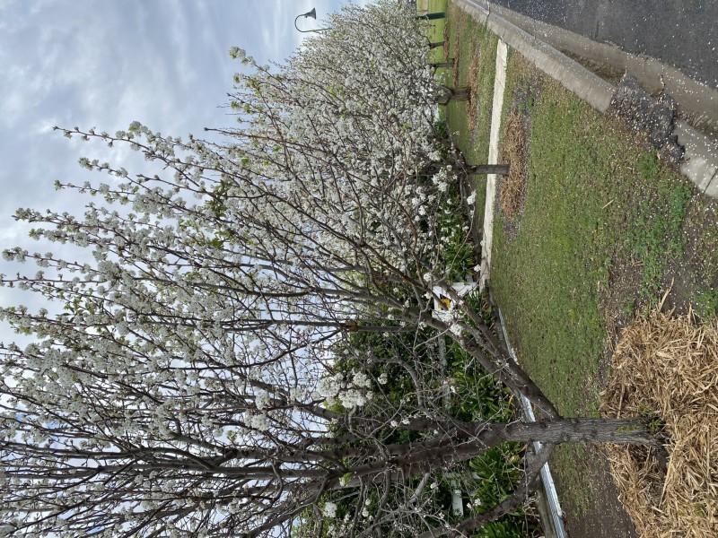 110 Johnston Rd, Goondiwindi QLD 4390