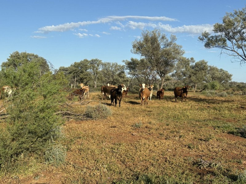 1128 Glentuckie Rd, Cuttaburra QLD 4490