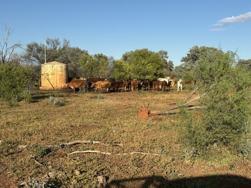 1128 Glentuckie Rd, Cuttaburra QLD 4490