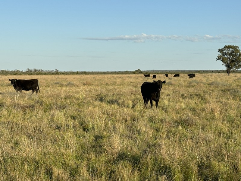 1128 Glentuckie Rd, Cuttaburra QLD 4490