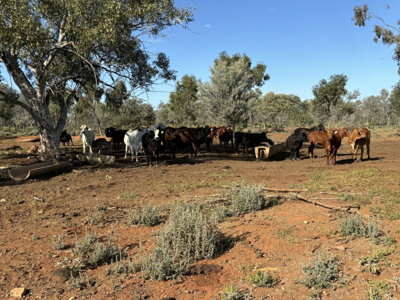 1128 Glentuckie Rd, Cuttaburra QLD 4490