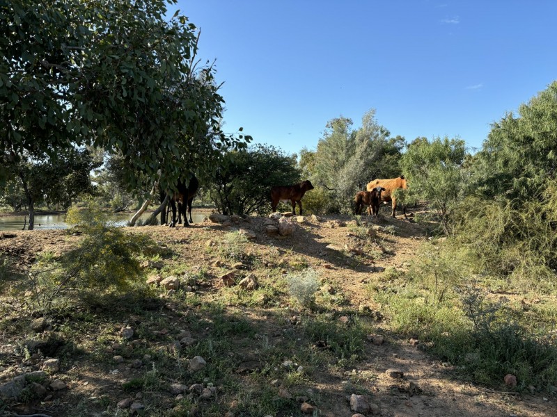 1128 Glentuckie Rd, Cuttaburra QLD 4490