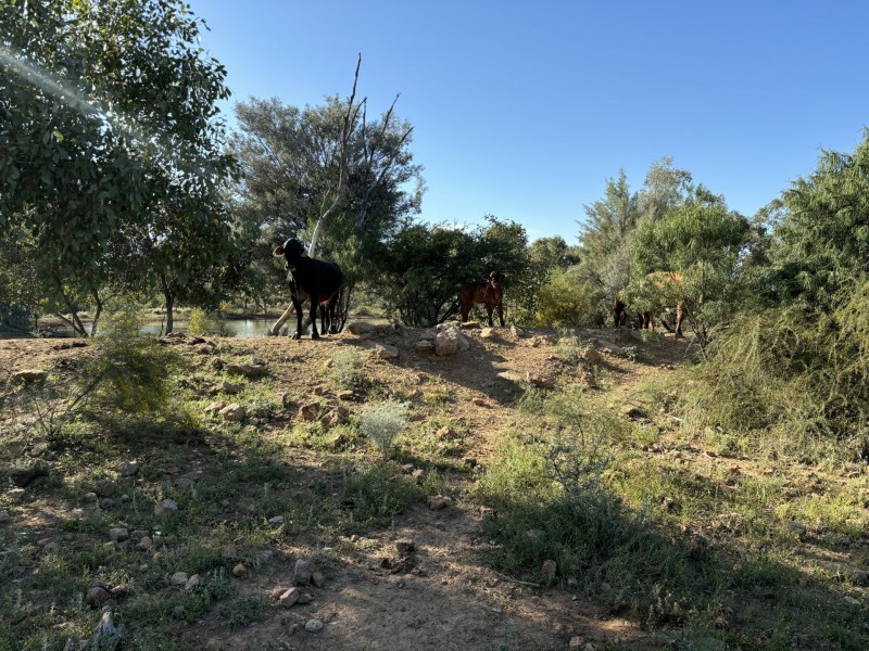 1128 Glentuckie Rd, Cuttaburra QLD 4490