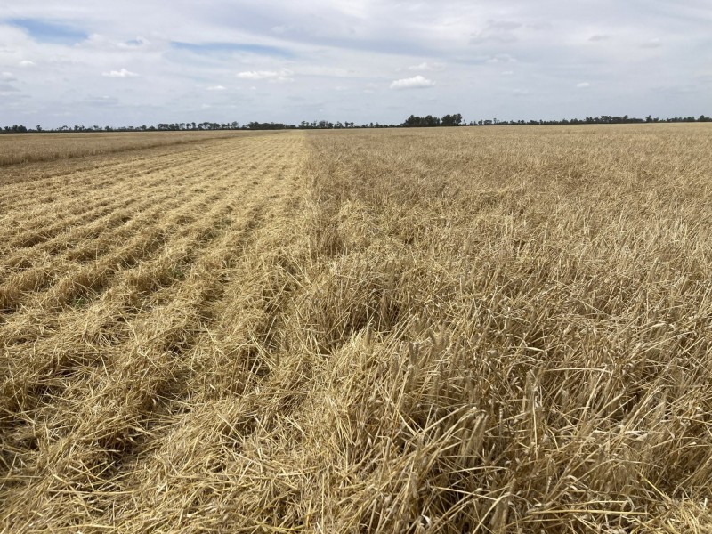 Goondiwindi QLD 4390