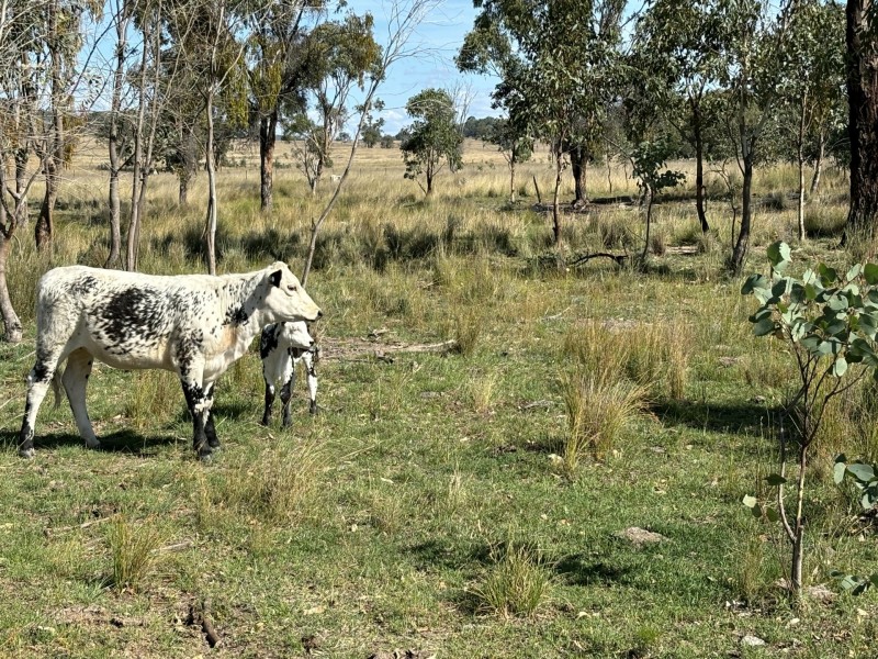 2090 Baltimore Loop Rd, Atholwood NSW 2361