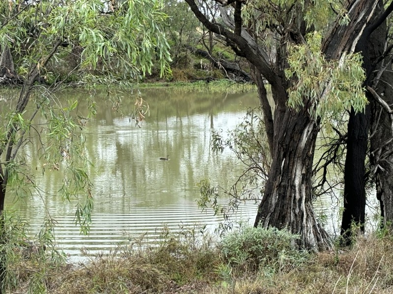 9 Billabong Dr, Goondiwindi QLD 4390