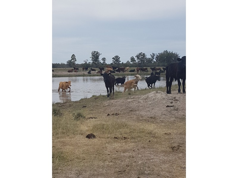 27966 Cunningham Hwy, Goondiwindi QLD 4390