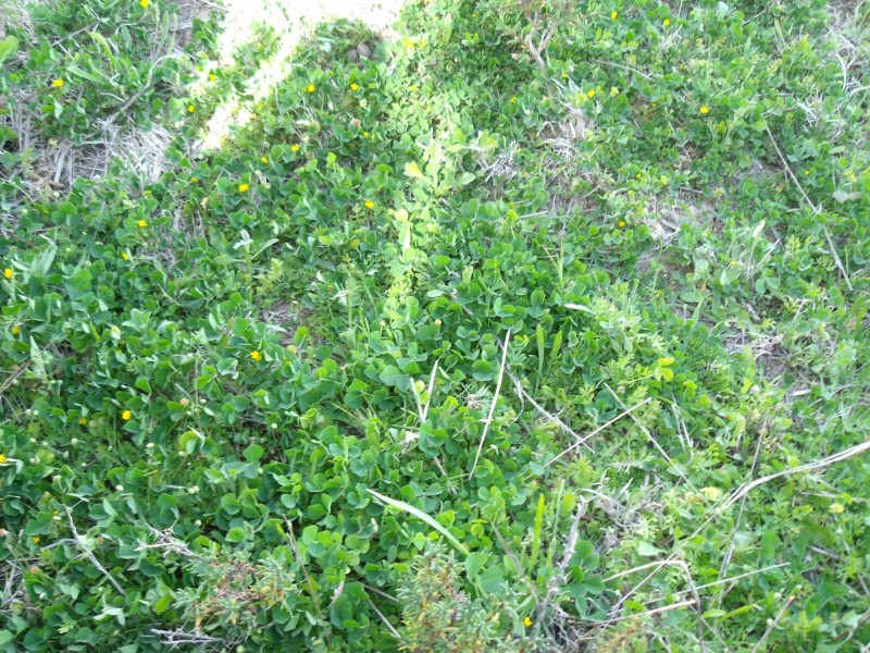 27966 Cunningham Hwy, Goondiwindi QLD 4390