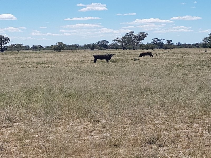 27966 Cunningham Hwy, Goondiwindi QLD 4390