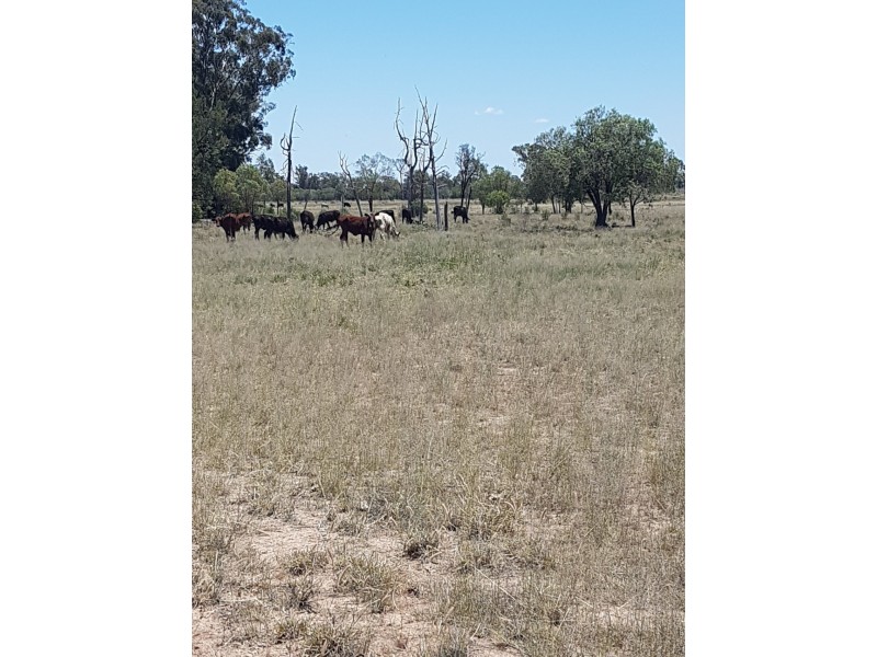 27966 Cunningham Hwy, Goondiwindi QLD 4390