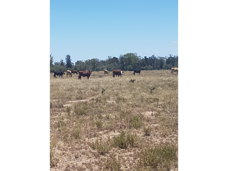 27966 Cunningham Hwy, Goondiwindi QLD 4390