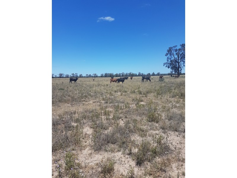 27966 Cunningham Hwy, Goondiwindi QLD 4390