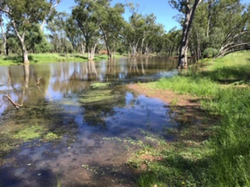 21 Thomby Rd, Goondiwindi QLD 4390