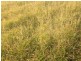 21 Thomby Rd, Goondiwindi QLD 4390
