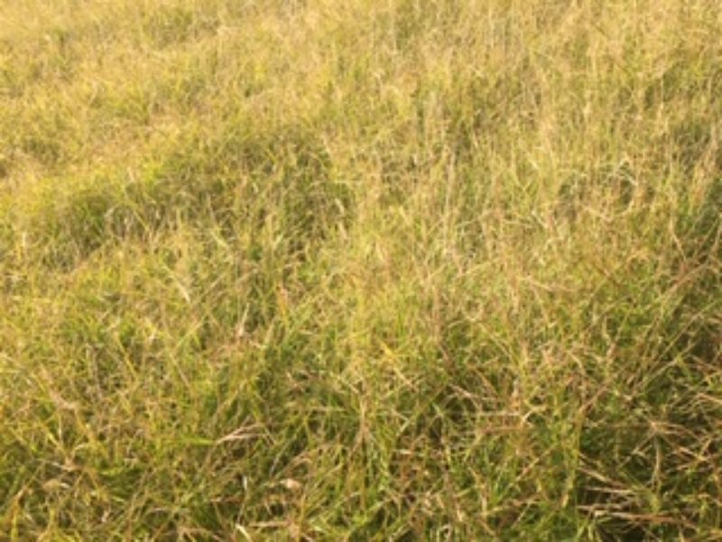 21 Thomby Rd, Goondiwindi QLD 4390