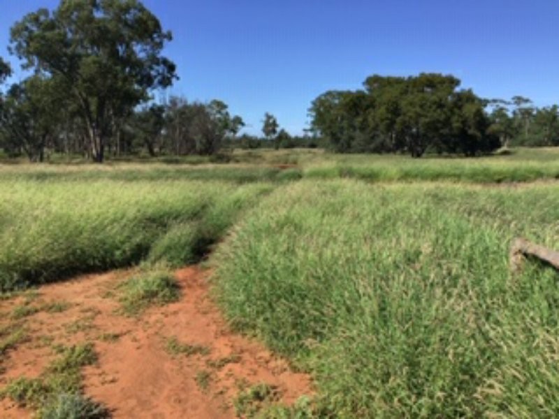 21 Thomby Rd, Goondiwindi QLD 4390