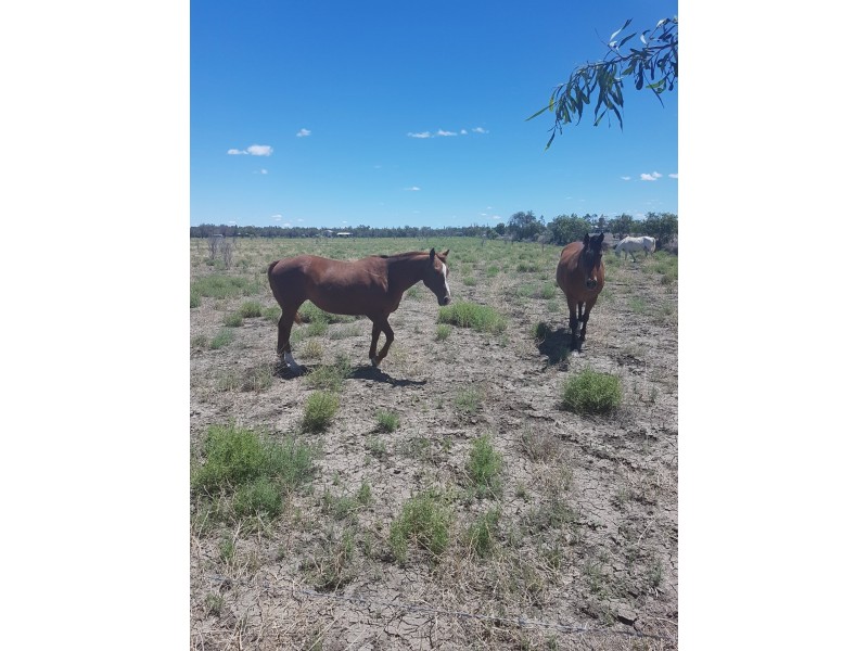 Goondiwindi QLD 4390