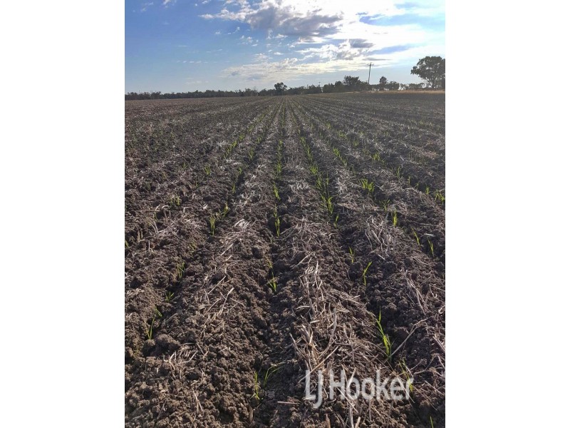 Goondiwindi QLD 4390