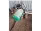 1067 Boomi Rd, Goondiwindi QLD 4390