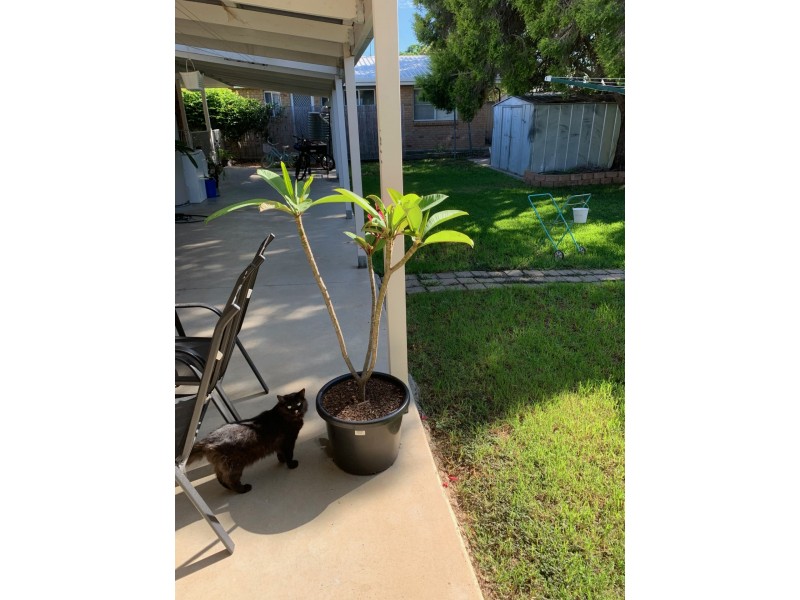 8 Ardmore, Goondiwindi QLD 4390