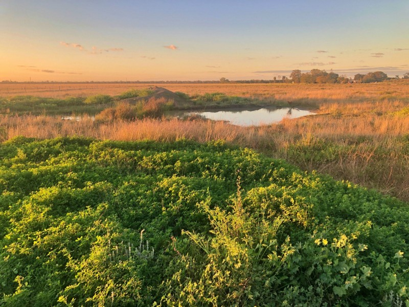 176 Polo Rd, Goondiwindi QLD 4390