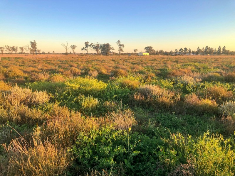 176 Polo Rd, Goondiwindi QLD 4390