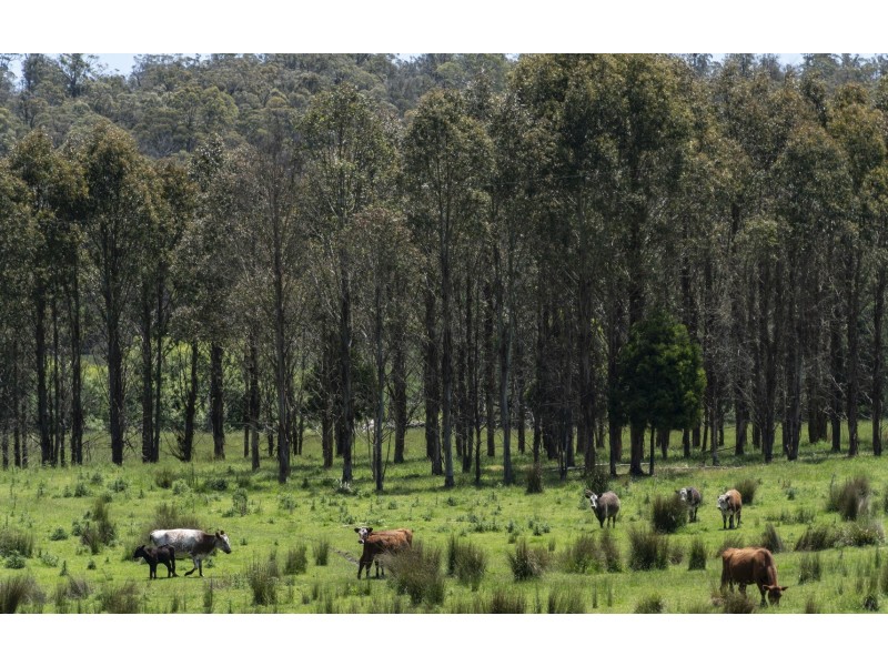 Lot 2 Forester Road, North Scottsdale TAS 7260