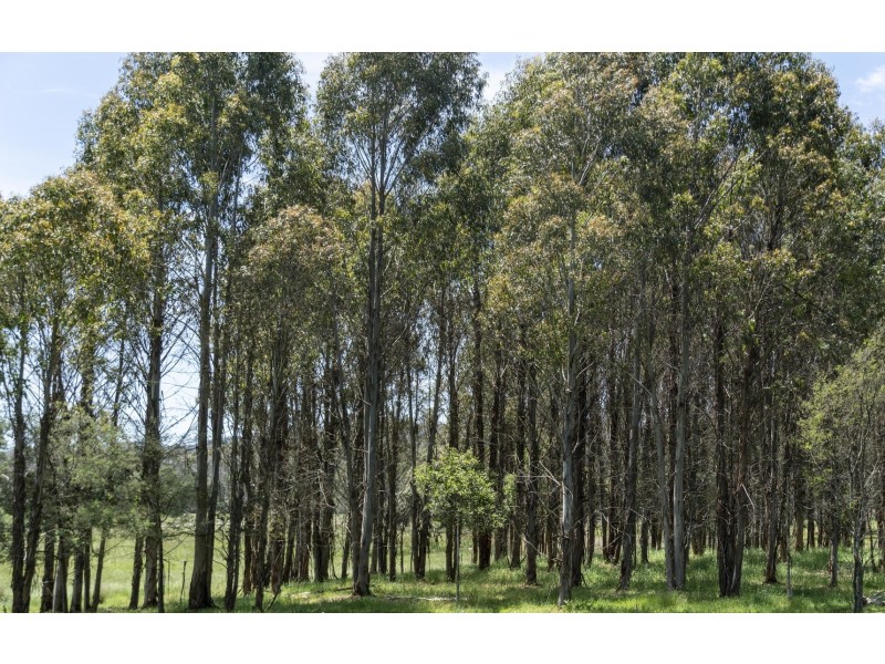 Lot 2 Forester Road, North Scottsdale TAS 7260