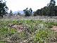 Lot 11 Mudgee Valley Business Park, Aarons Pass NSW 2850