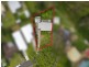 25 Roulstone Crescent, Sanctuary Point NSW 2540