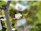 25 Waratah Crescent, Sanctuary Point NSW 2540
