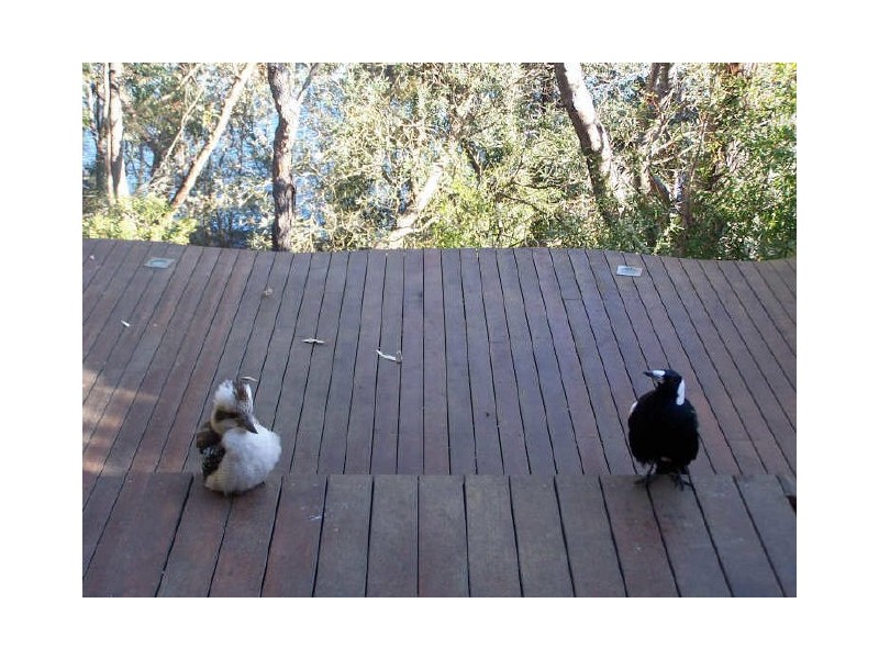 202 Greville Ave, Sanctuary Point NSW 2540