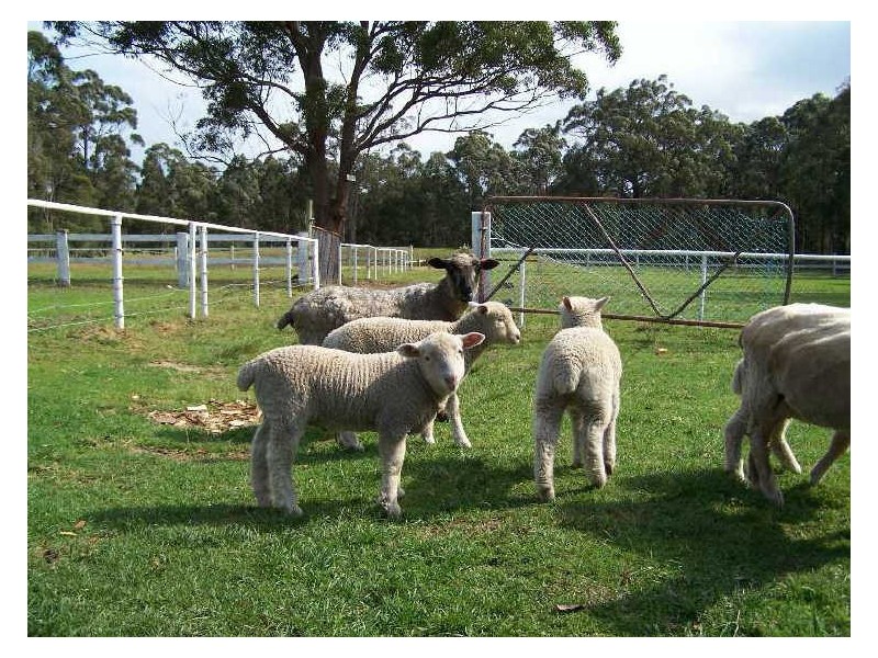 40 Jervis Bay Road, Falls Creek NSW 2540