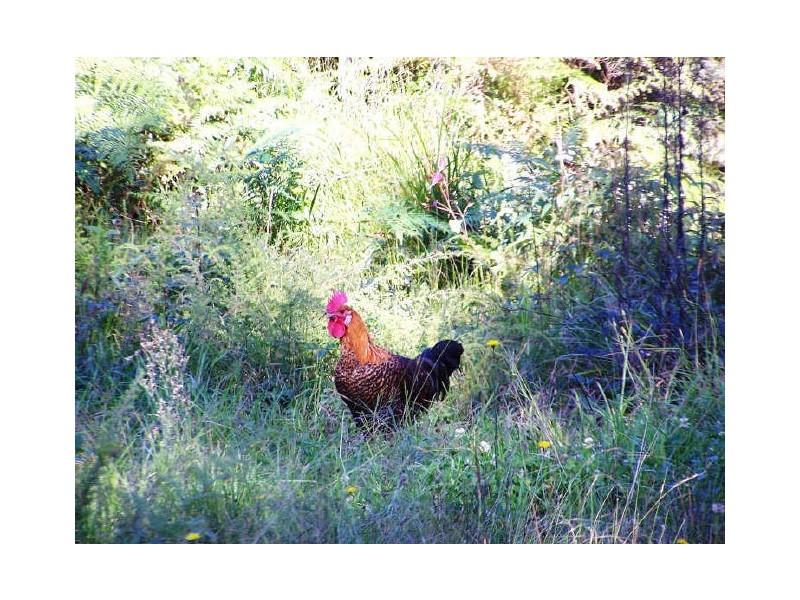 315C Island Point Rd, St Georges Basin NSW 2540